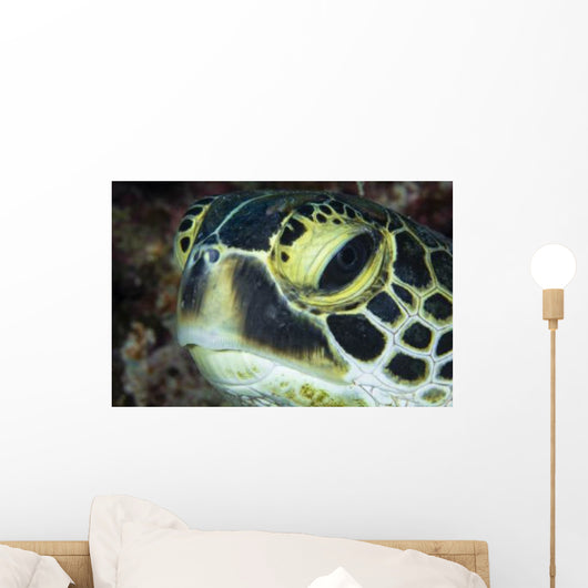 Hawksbill Sea Turtle Portrait Wall Decal