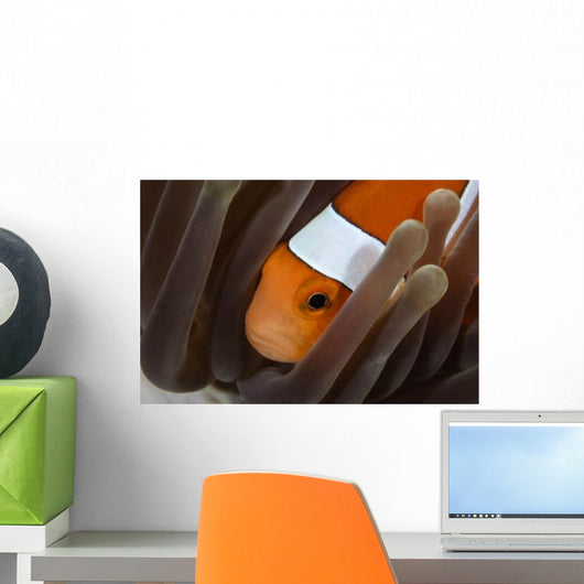 Clown Anemonefish Indonesia Wall Decal Design 1