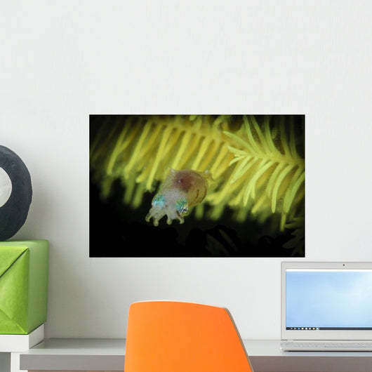 Pygmy Cuttlefish Indonesia Wall Decal