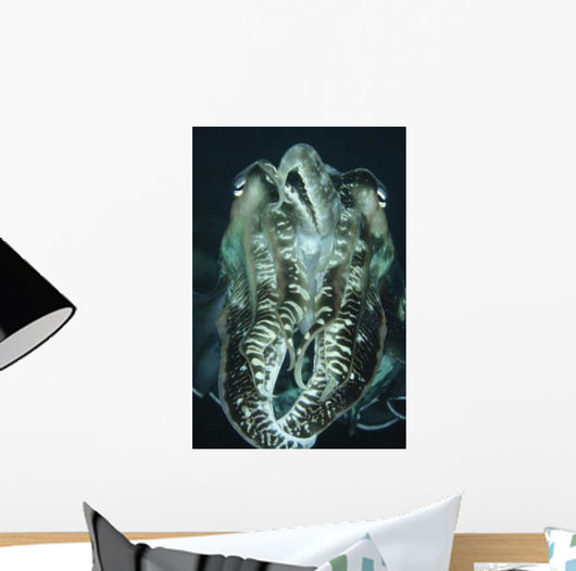 Cuttlefish Indonesia Wall Decal Design 1