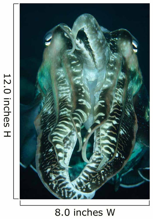 Cuttlefish Indonesia Wall Decal Design 1