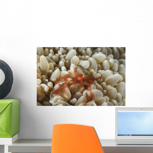 Orangutan Crab Bubble Coral Wall Decal