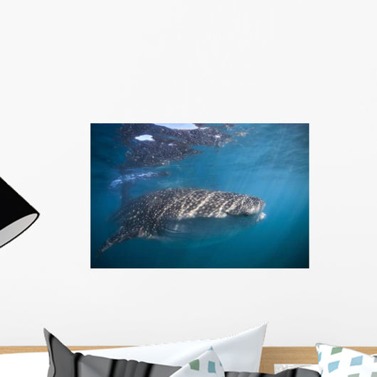 Whale Shark La Paz Wall Decal