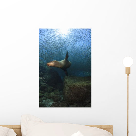 Sea Lion Chasing School Wall Decal
