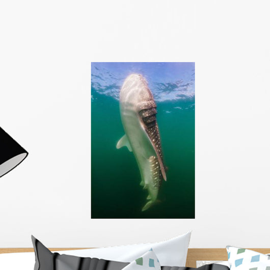 Whale Shark La Paz Wall Decal