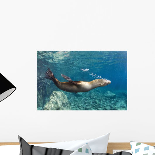 Sea Lion Blowing Bubbles Wall Decal
