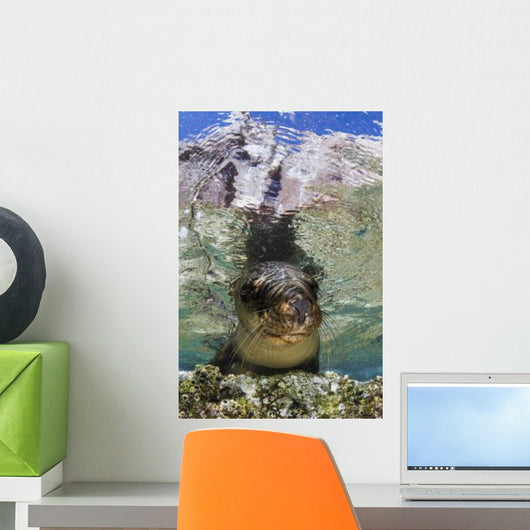 Sea Lion Portrait Los Wall Decal