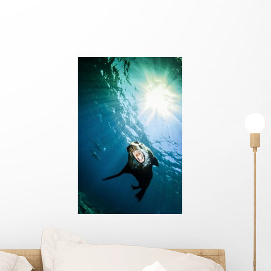 California Sea Lion La Wall Decal