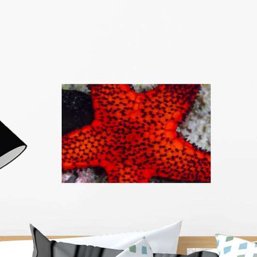 Red Starfish Raja Ampat Wall Decal