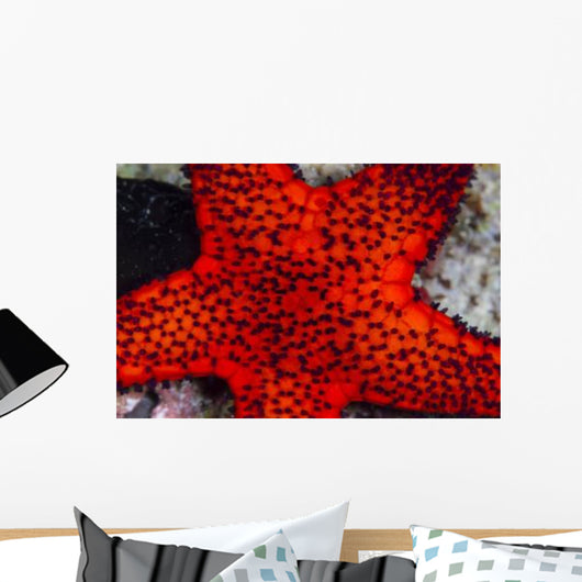Red Starfish Raja Ampat Wall Decal