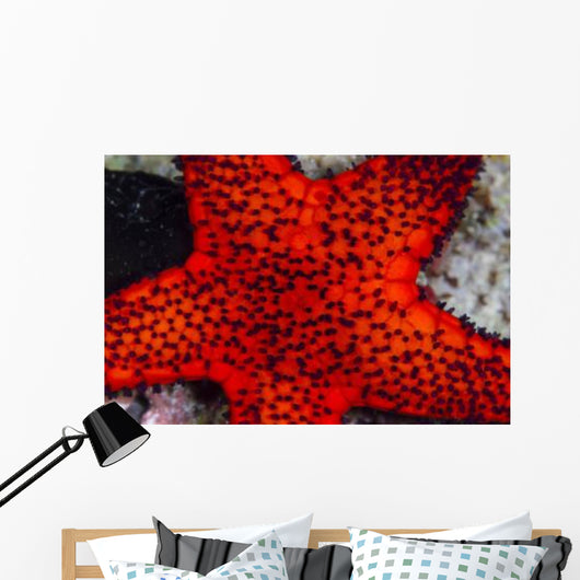 Red Starfish Raja Ampat Wall Decal