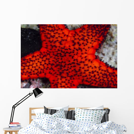 Red Starfish Raja Ampat Wall Decal