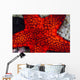 Red Starfish Raja Ampat Wall Decal
