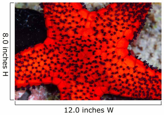 Red Starfish Raja Ampat Wall Decal