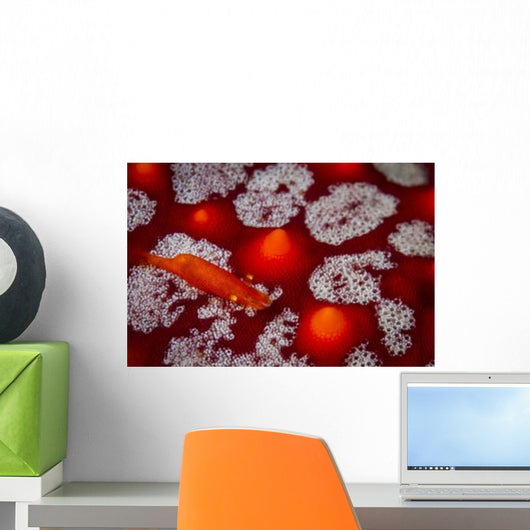 Commensal Shrimp Sea Star Wall Decal