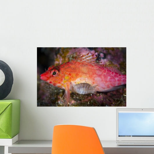 Parasitic Isopod Has Attached Wall Decal