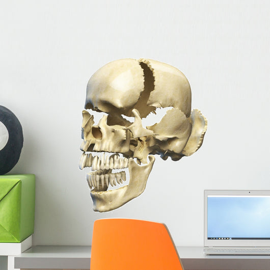Perspective Human Skull White Wall Decal