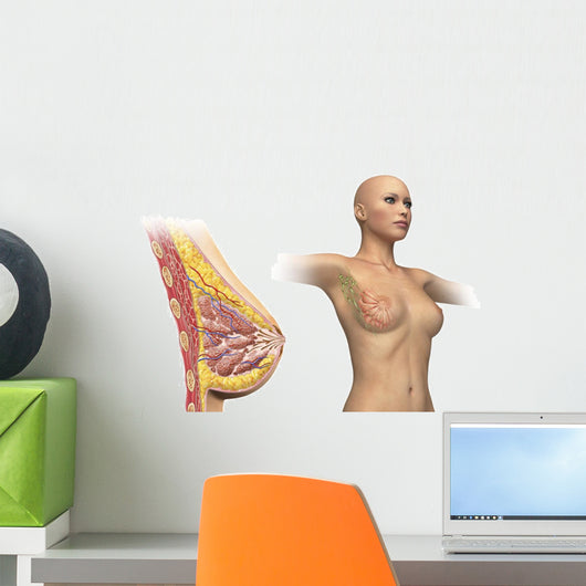Cutaway Female Breast Full Torso Wall Decal