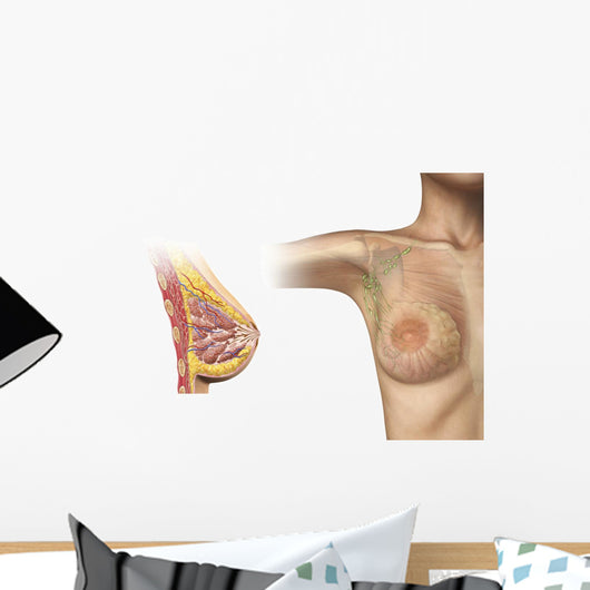 Cutaway Female Breast Wall Decal