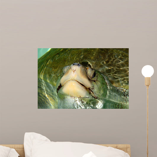 Olive Ridley Sea Turtle Wall Decal