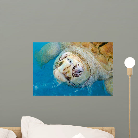 Rare Albino Loggerhead Turtle Wall Decal