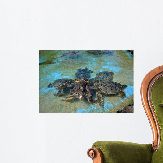 Group Green Sea Turtles Wall Decal Design 2