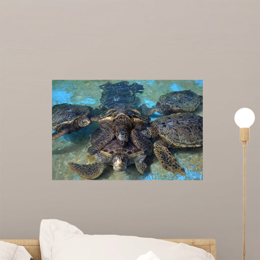 Group Green Sea Turtles Wall Decal Design 1