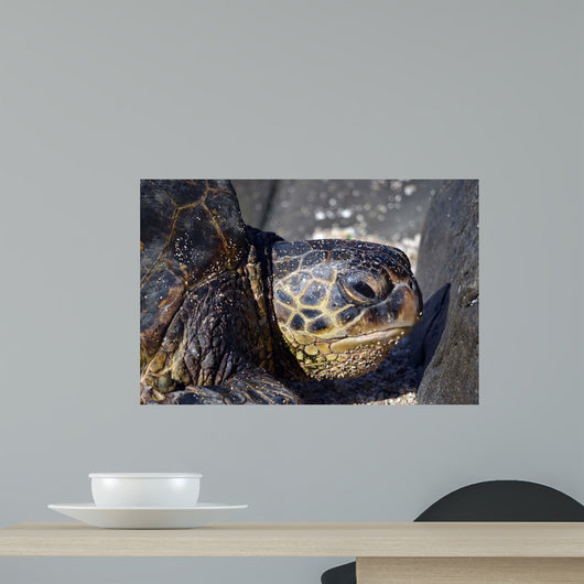 Green Sea Turtle Rests Wall Decal Design 2