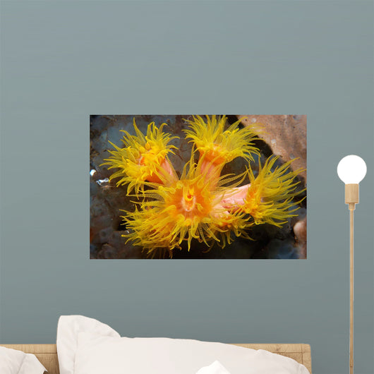 Orange Cup Coral Philippines Wall Decal