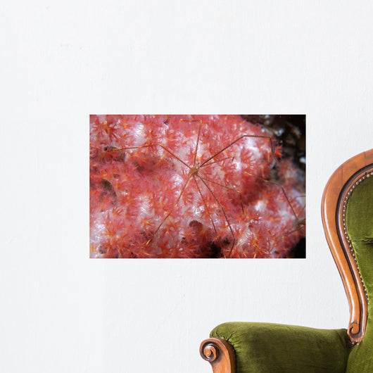 Spider Crab Soft Coral Wall Decal