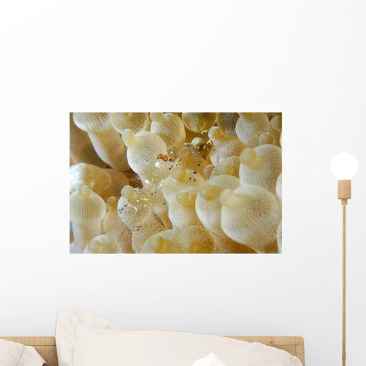 Anemone Shrimp Negros Island Wall Decal