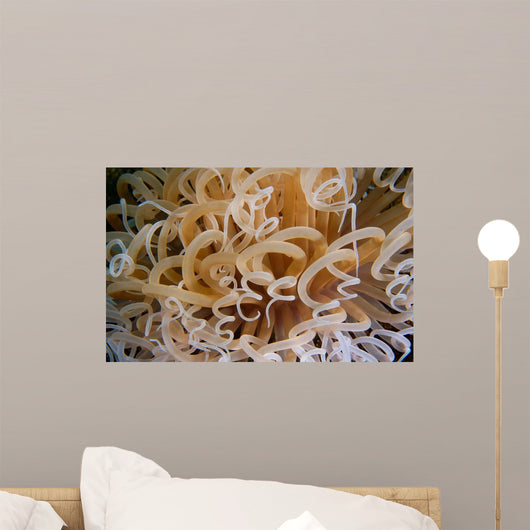 Tube Anemone Close-up Negros Wall Decal