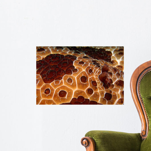 Extreme Close-up Pleurobranch Slug Wall Decal