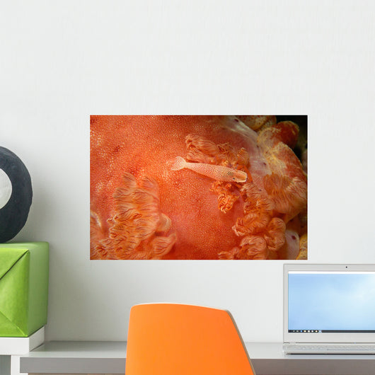 Emperor Shrimp Dorid Nudibranch Wall Decal