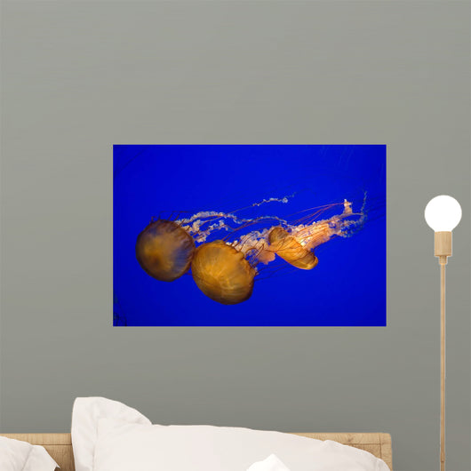 Pacific Sea Nettle Wall Decal