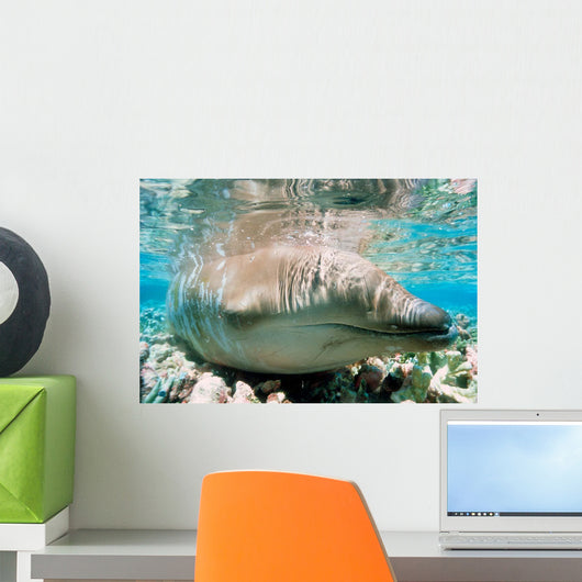 Beaked Whale Stranded Coral Wall Decal