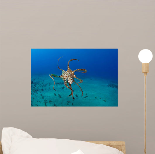 Day Octopus Octopus Cyanea Wall Decal Design 1