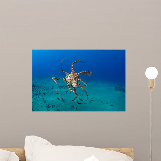 Day Octopus Octopus Cyanea Wall Decal Design 1