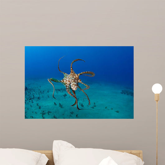 Day Octopus Octopus Cyanea Wall Decal Design 1
