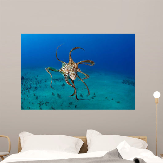 Day Octopus Octopus Cyanea Wall Decal Design 1