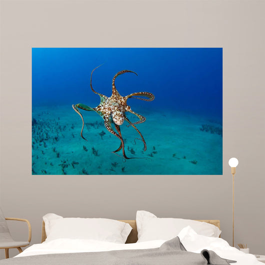 Day Octopus Octopus Cyanea Wall Decal Design 1