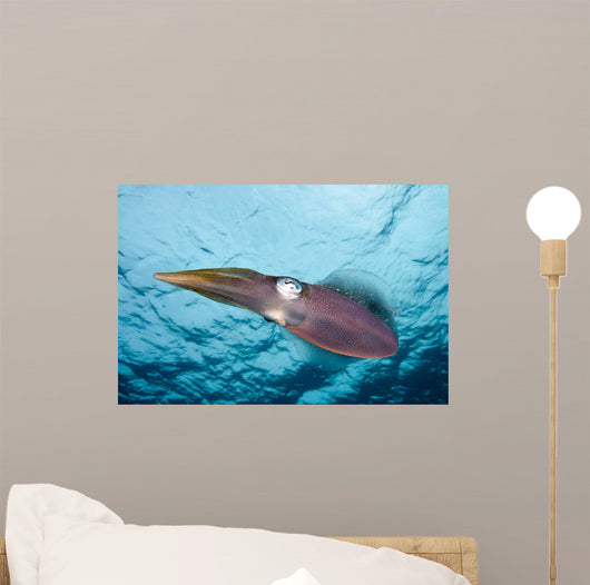Caribbean Reef Squid Shallow Wall Decal Design 4