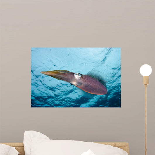 Caribbean Reef Squid Shallow Wall Decal Design 4