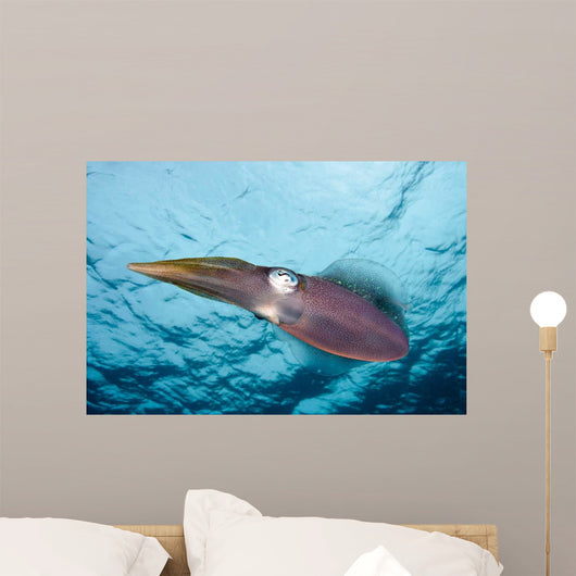 Caribbean Reef Squid Shallow Wall Decal Design 4