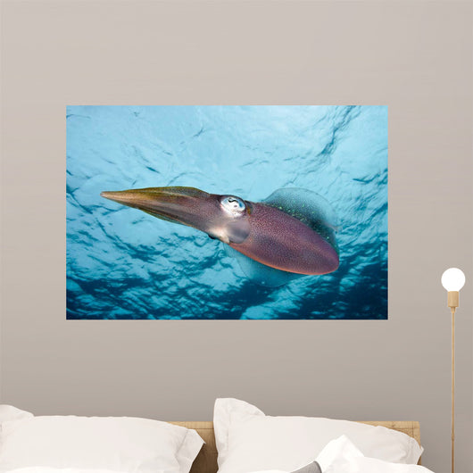 Caribbean Reef Squid Shallow Wall Decal Design 4