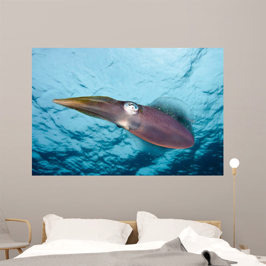 Caribbean Reef Squid Shallow Wall Decal Design 4