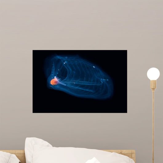 This Pelagic Tunicate Is Wall Decal