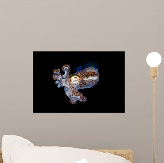 Bobtail Squid Komodo Indonesia Wall Decal Design 2