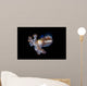 Bobtail Squid Komodo Indonesia Wall Decal Design 2