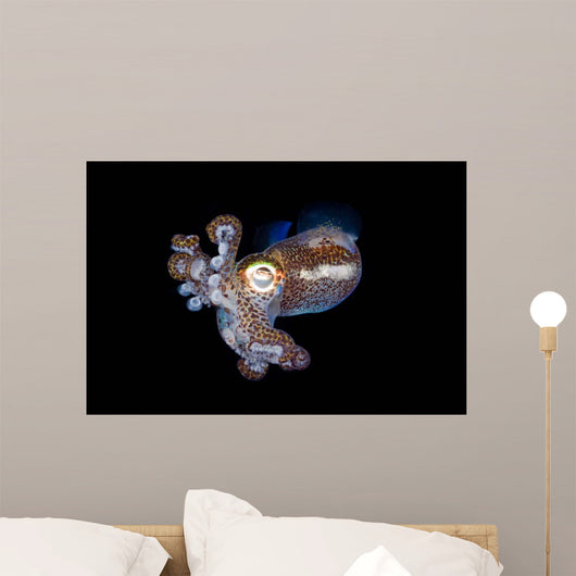 Bobtail Squid Komodo Indonesia Wall Decal Design 2